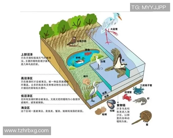 探索PELCrab的独特魅力与生态价值，揭示其在海洋生态系统中的重要角色